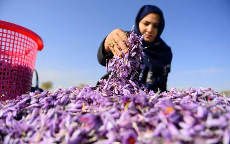RUMI Saffron Über uns – Safranqualität aus Afghanistan Saffron Premium Quality
